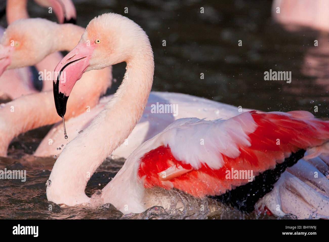Flamingo (Phoenicopterus Roseus) in Golden Head Park Zoo (Parc De La Tête d ' or), Lyon, Frankreich Stockfoto