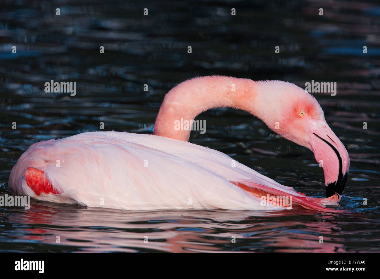 Flamingo (Phoenicopterus Roseus) in Golden Head Park Zoo (Parc De La Tête d ' or), Lyon, Frankreich Stockfoto