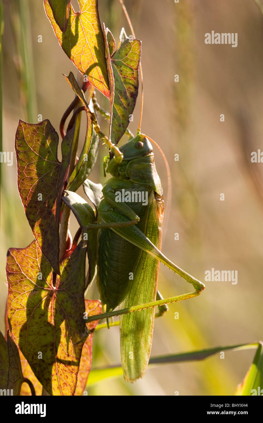 Große grüne Bush-Cricket - Tettigonia viridissima Stockfoto