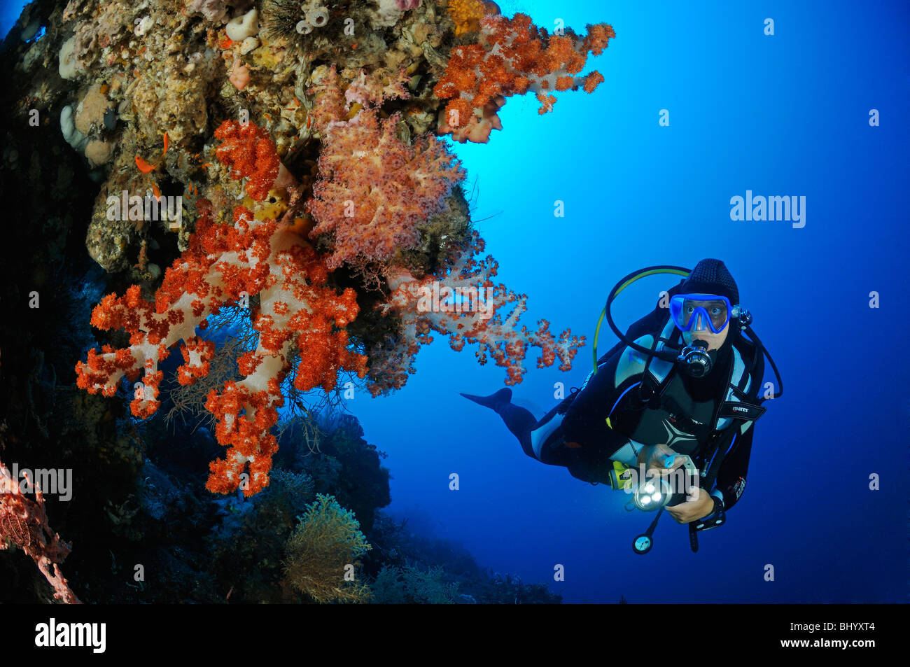 Dendronephthya Klunzingeri, Taucher mit bunten Korallenriff und Weichkorallen und Fass-Schwamm, Bali Stockfoto
