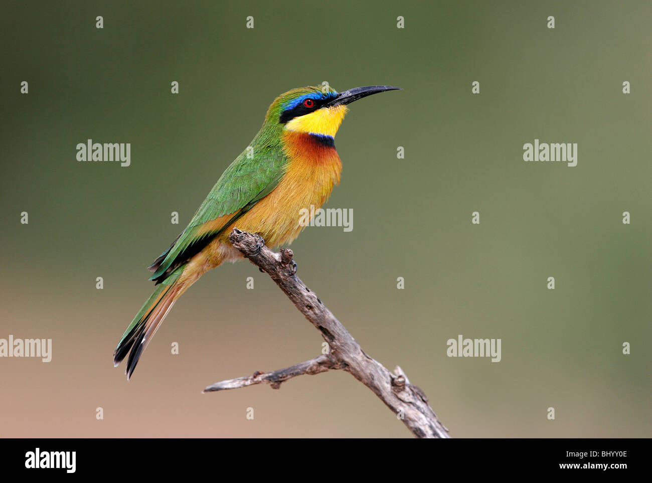 Kleine Bienenfresser Merops percivali Ost und Sub-Sahara-Afrika Stockfoto