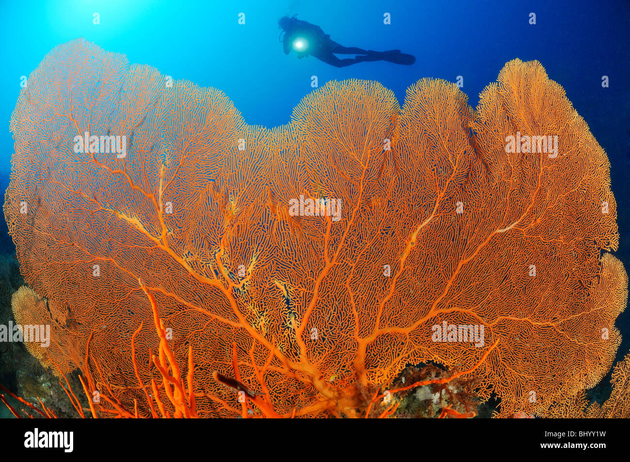 Scuba Diver auf bunte Korallenriff mit riesiger Fan Gorgonie, Gorgonien Riff, Pemuteran, Bali Stockfoto