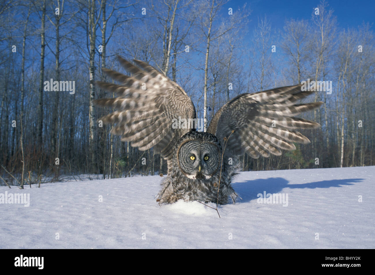 Große graue Owl Strix nebulosa, die kleine Säugetiere im Schnee Nordamerikas jagt, von Dominique Braud/Dembinsky Photo Assoc Stockfoto