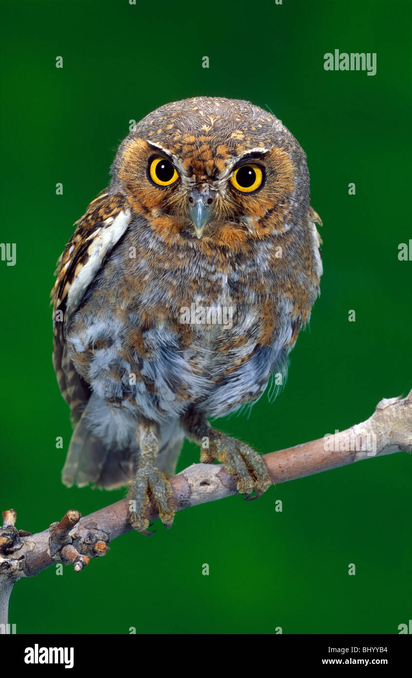 Elf Owl Micrathene Whitneyi südwestlichen Vereinigten Staaten & Mexiko Stockfoto