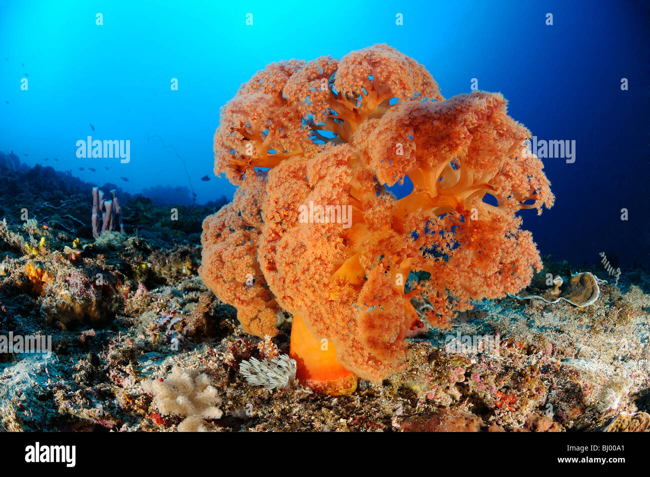 Taucher mit bunten Korallenriff und Weichkorallen und Fass-Schwamm, Nusa Penida, Crystal Bay, Bali Stockfoto
