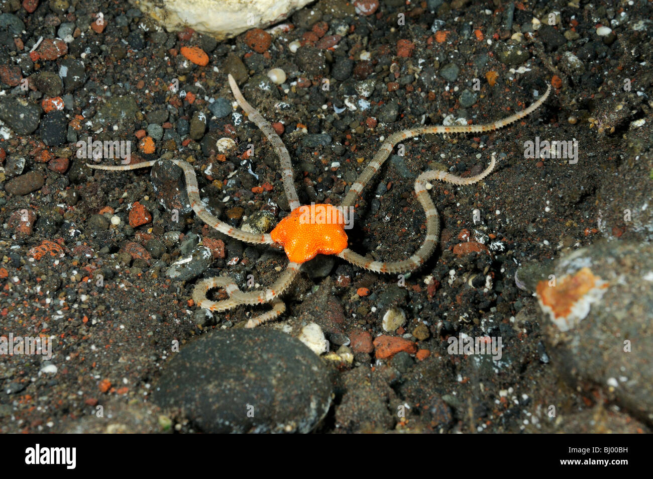 Orange Schlangenstern, Tulamben, Bali, Indonesien, Indo-Pazifik Stockfoto