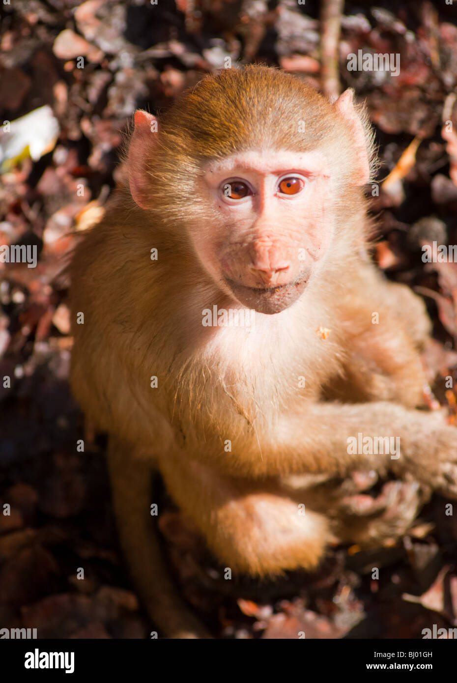 Junge Hamadryas Pavian sucht ernsthaft. Stockfoto