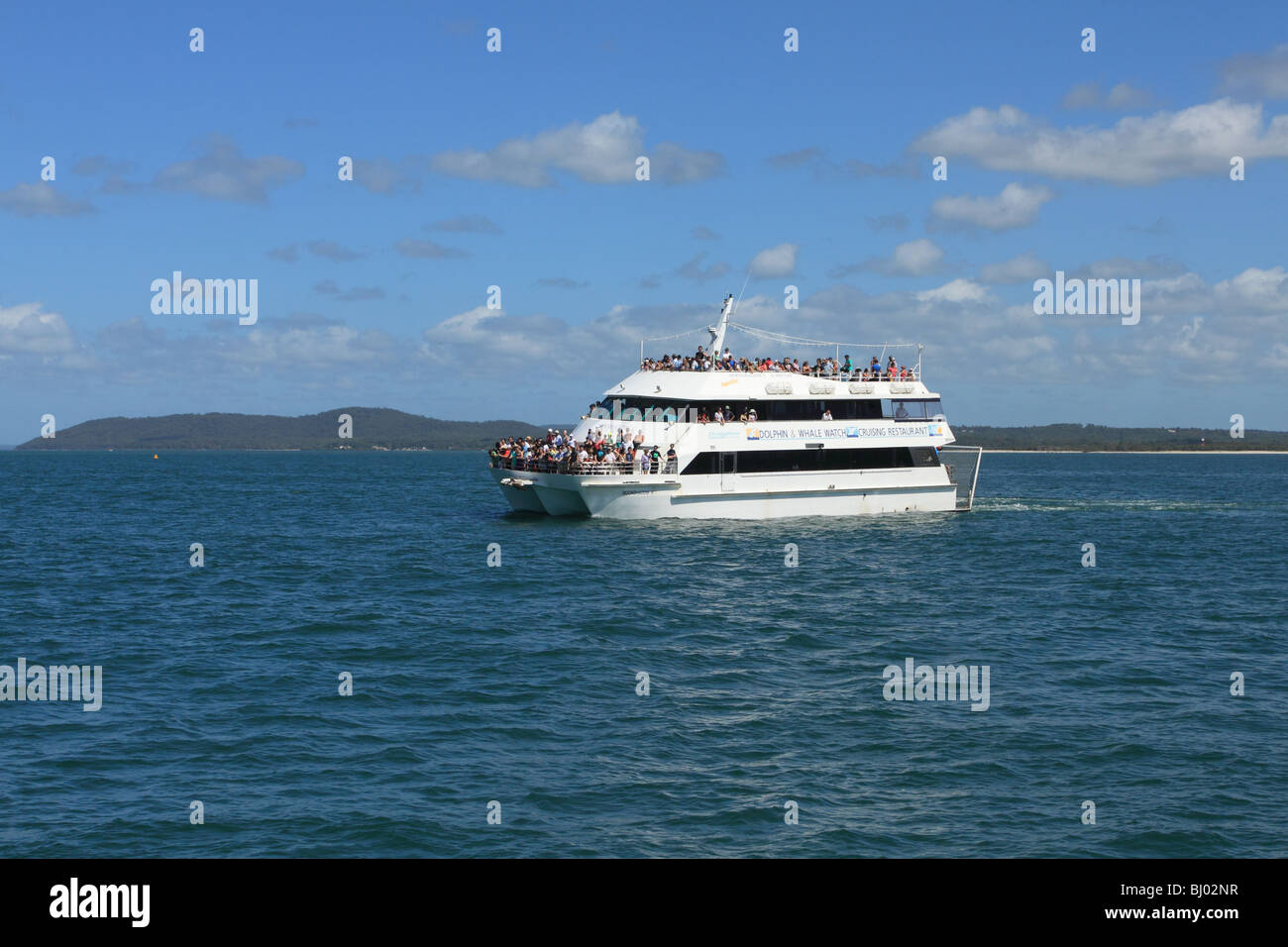 Delphine beobachten Boot, Port Stephens, NSW, Australien Stockfoto