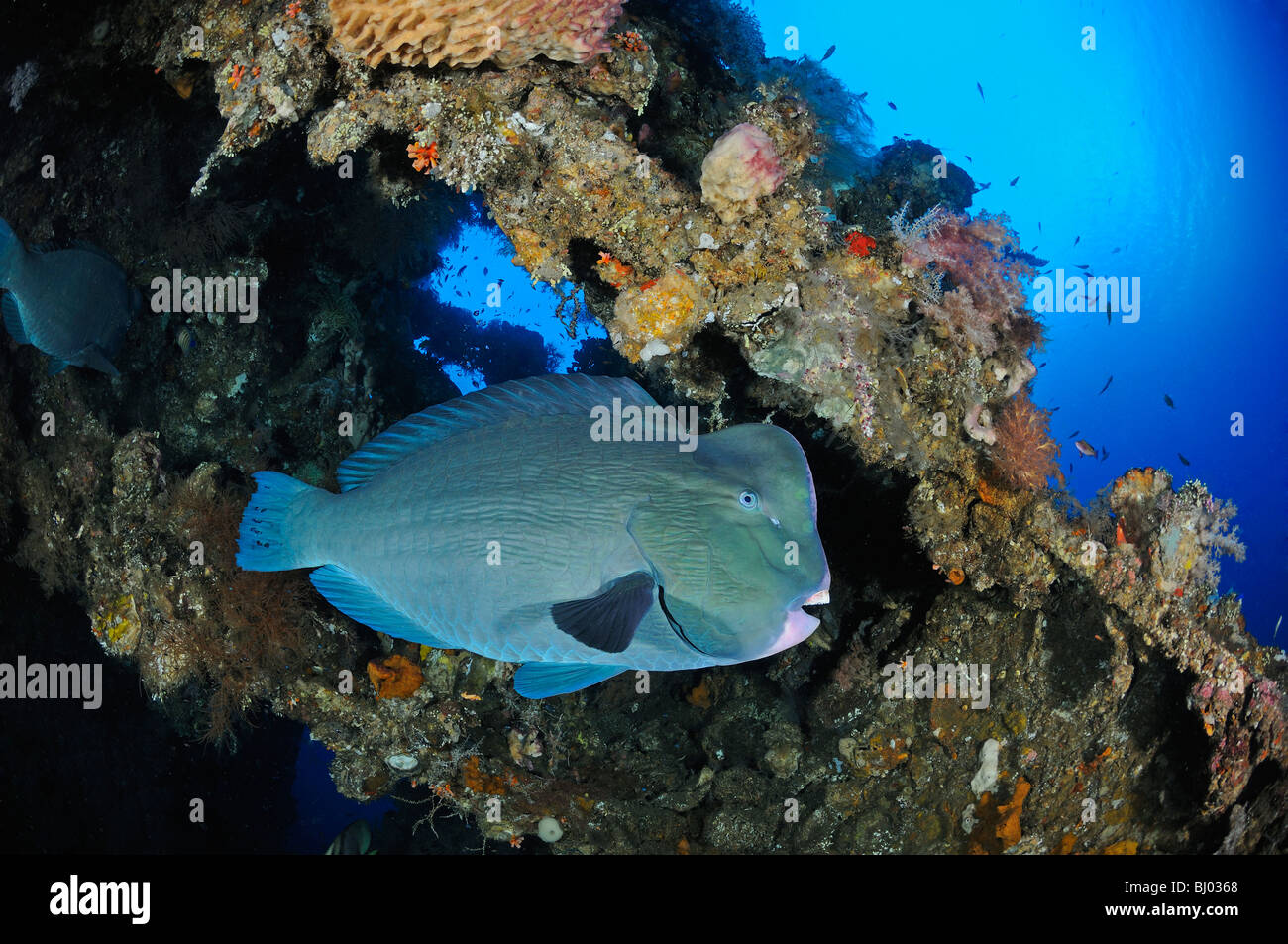 Bolbometopon Muricatum, grüne Beginn Papageienfische in einem Wrack, Büffelkopf Papageienfische, Tulamben, Liberty Wrack, Bali Stockfoto