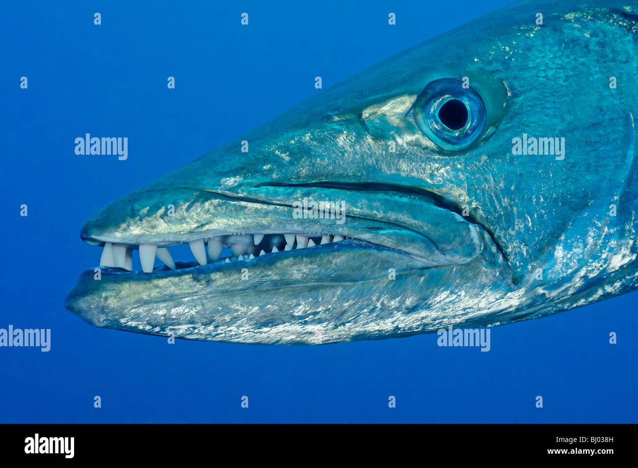 Größten Qenie, größten Putnamiae, Leiter einer Blackfin Barracudas, Tulamben, Liberty Wrack, Bali, Indonesien, Indopazifik Ozean Stockfoto