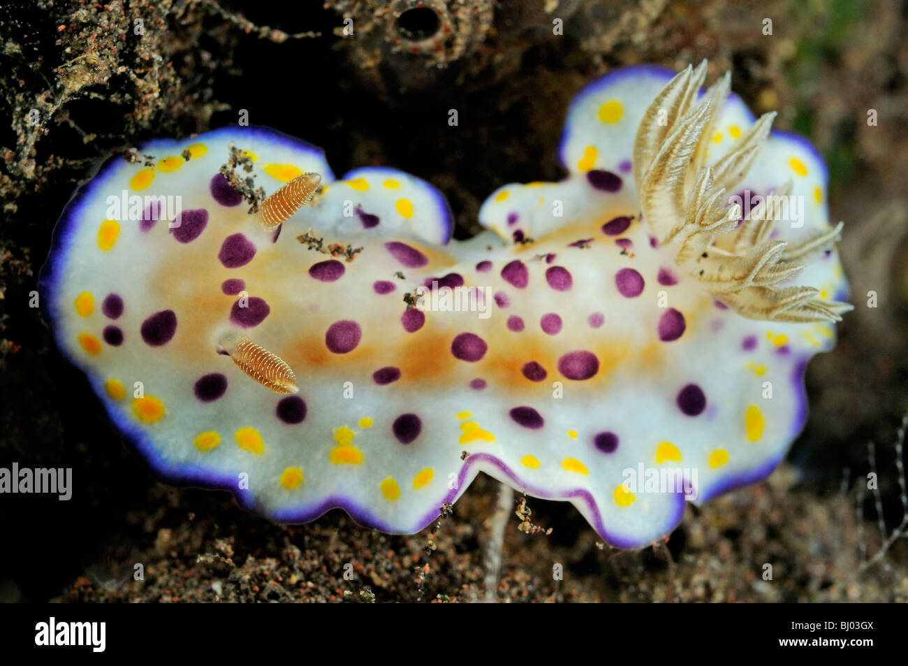 Chromodoris SP. 19, bunte Chromodorid, Nacktschnecken, Seraya Strand, Tulamben, Bali, Indonesien, Indo-Pazifik Stockfoto