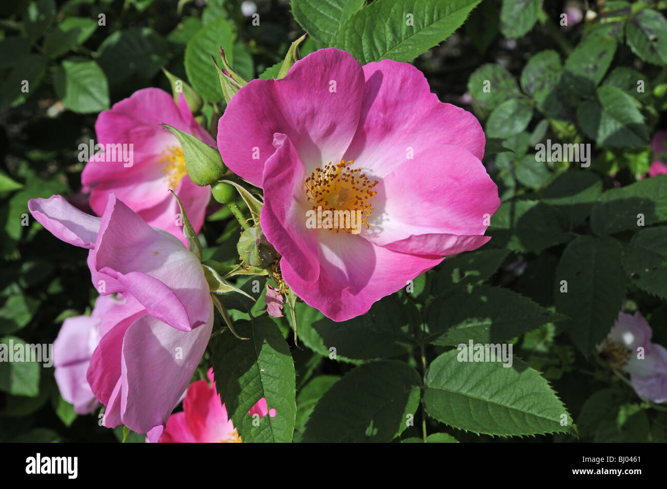 Leuchtend rosa Hunderose - Rosa 'complicata' Stockfoto