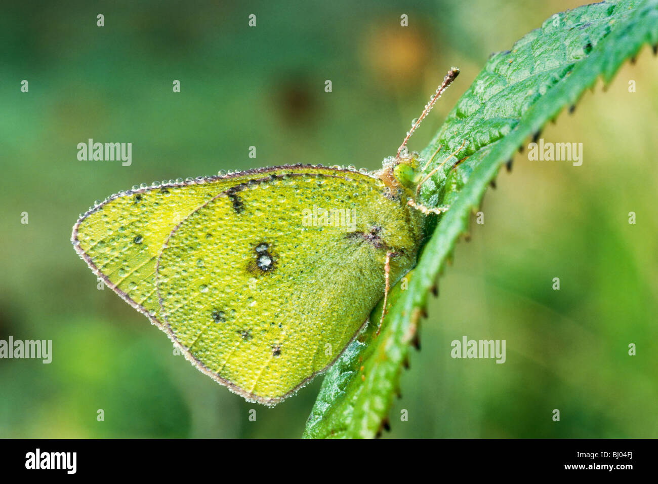 Orange Schwefel Schmetterling (Colias Eurytheme) fallenden frühen Morgentau Stockfoto