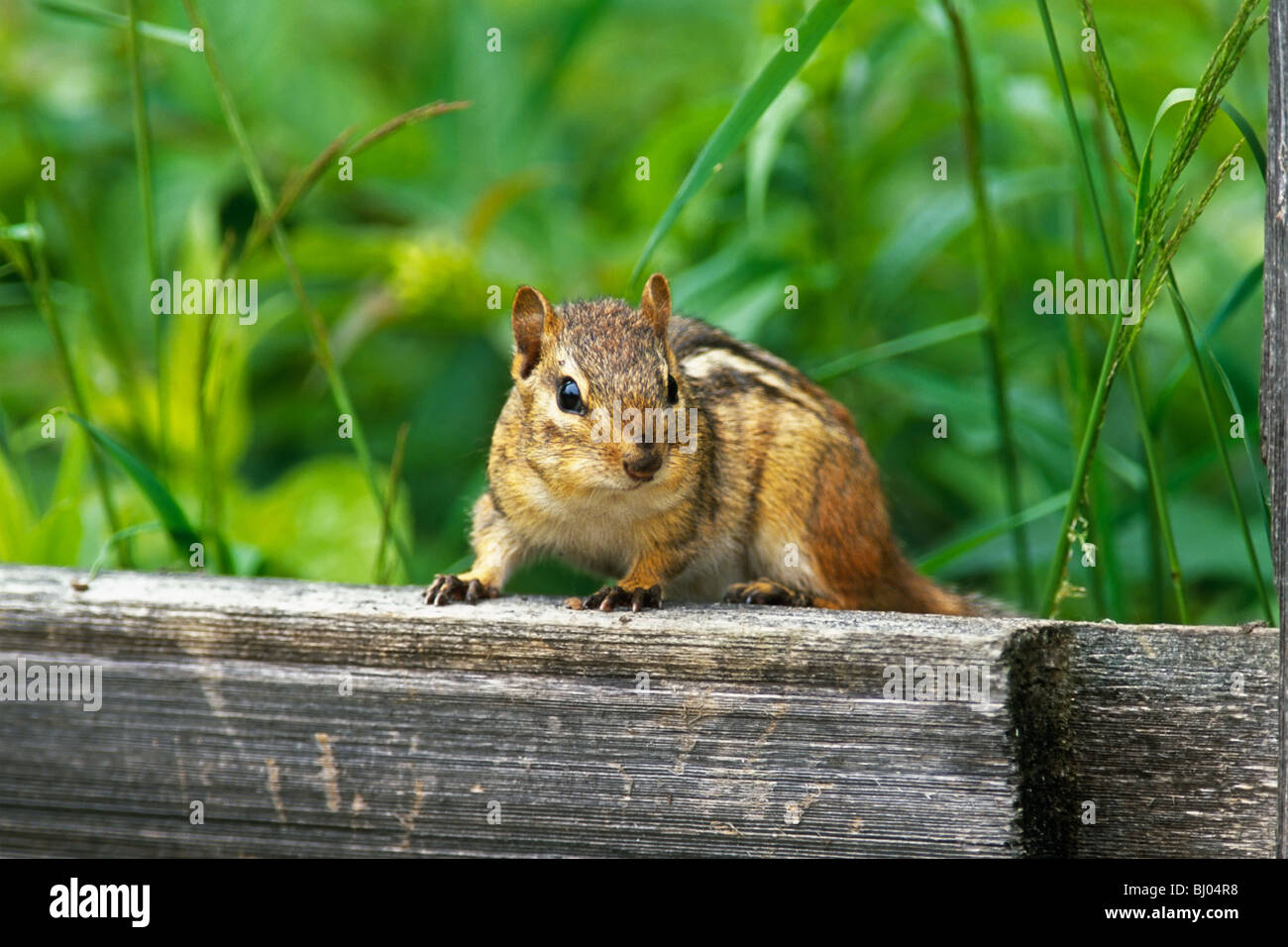 Östliche Chipmunk (Tamias Striatus) Stockfoto