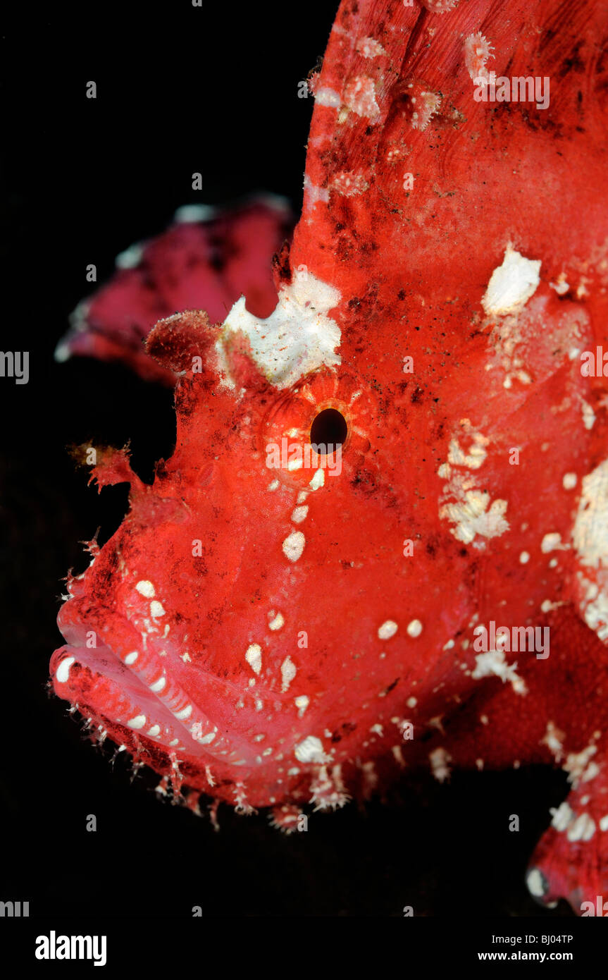 Taenianotus Triacanthus, rosa Blatt Drachenköpfe, Tulamben, Bali, Indonesien, Indo-Pazifik Stockfoto