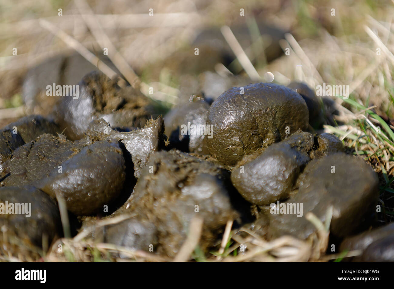 Pferdemist - Dünger Stockfoto