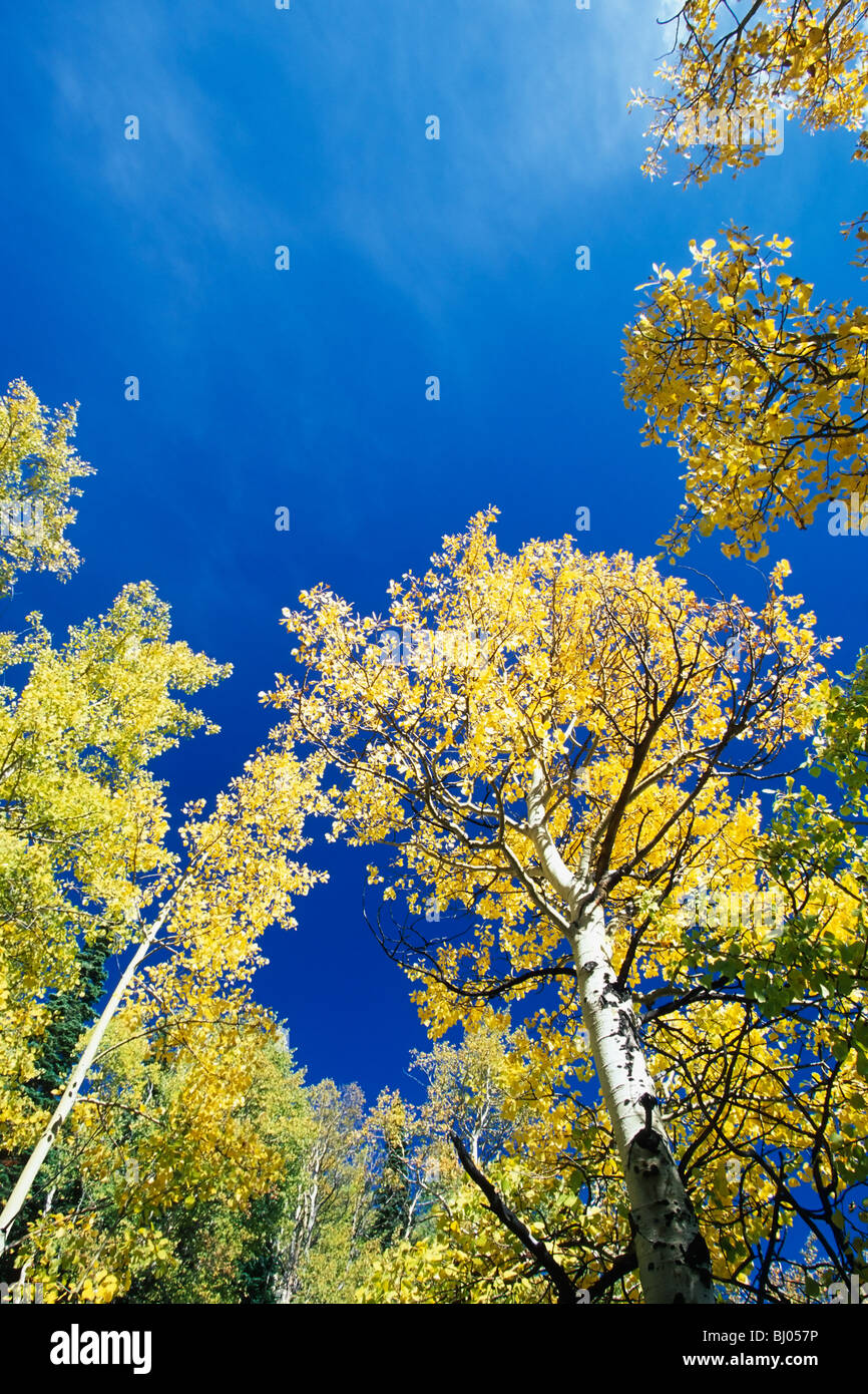 Blick hinauf in die Wipfel der Bäume Weihrauchzedern Espe Populus Tremuloides mit goldenen Herbstfarben, Colorado, Vereinigte Staaten Stockfoto