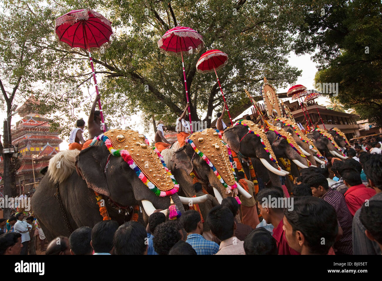 Indien, Kerala, Koorkancherry Sree Maheswaras Tempel, Thaipooya Mahotsavam Festival Linie 9 geschmückten Tempel Elefanten in der Abenddämmerung Stockfoto