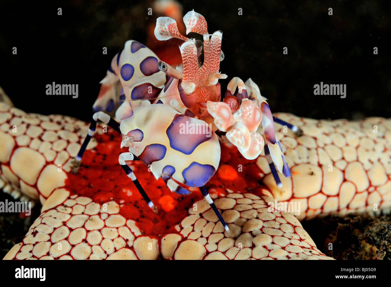 Hymenocera Elegans, Fromia Monilis, Harlekin Garnelen fressen Halskette Sea Star, Seraya Strand, Tulamben, Bali Stockfoto