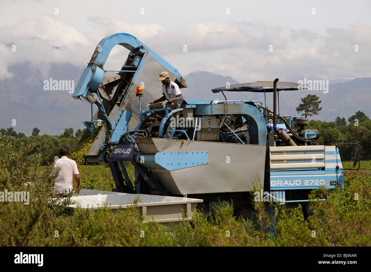Braud mechanische Erntemaschine arbeitet in einem südafrikanischen Weingut zur Erntezeit in der Nähe von Paarl Westkap Stockfoto