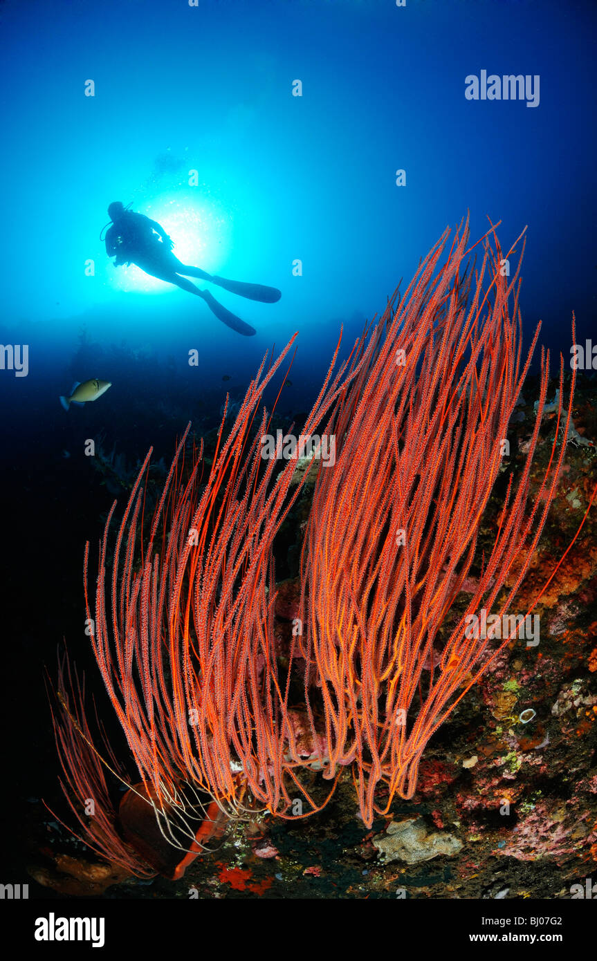 Taucher mit Rote Peitsche Korallen, Drop Off, Tulamben, Bali Stockfoto