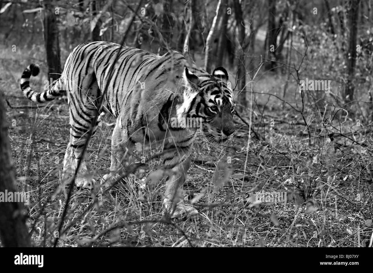 Tiger bewegt sich in der trockenen laubwechselnden Wald von Ranthambore Tiger Reserve bei Sonnenaufgang Stockfoto
