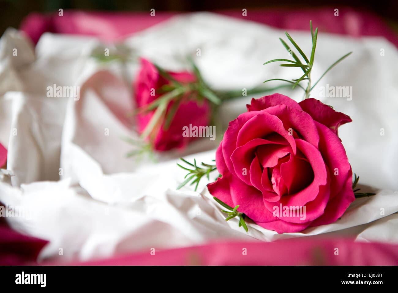 Eine rosa rose Knopfloch auf Seidenpapier für eine Hochzeit Stockfoto