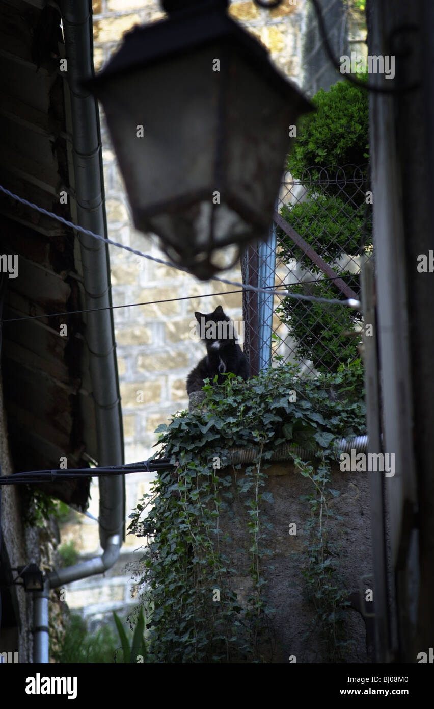 Katze starrt nach unten zwischen den Häusern in der französischen Stadt Sarlat Dordogne Stockfoto