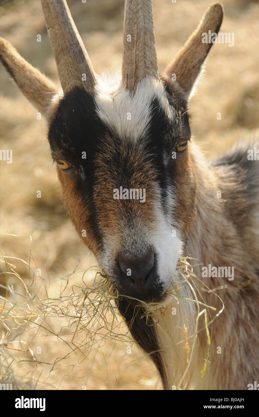 Eine Ziege Essen etwas Heu in Margam Country Park in Swansea Stockfoto