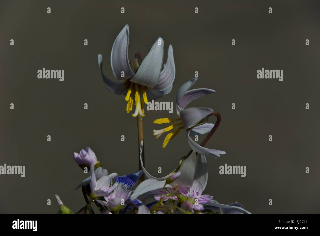 Bouquet von Forellen Lilien, Frühling Schönheiten und Veilchen Stockfoto