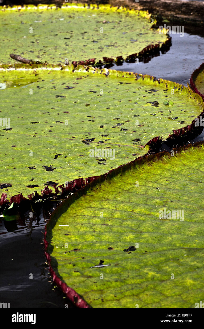 Die Victoria Regia Seerosen, einer der weltweit größten Wasserpflanzen wie im peruanischen Amazonasgebiet in der Nähe von Iquitos zu sehen. Stockfoto