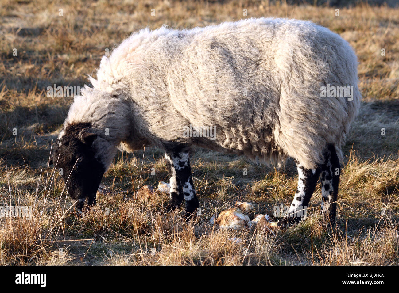 Schafe Rassen Derbyshire Gritstone Schafe einen heimischen Bauernhof Tier, das in der Regel abgefragt wird Stockfoto