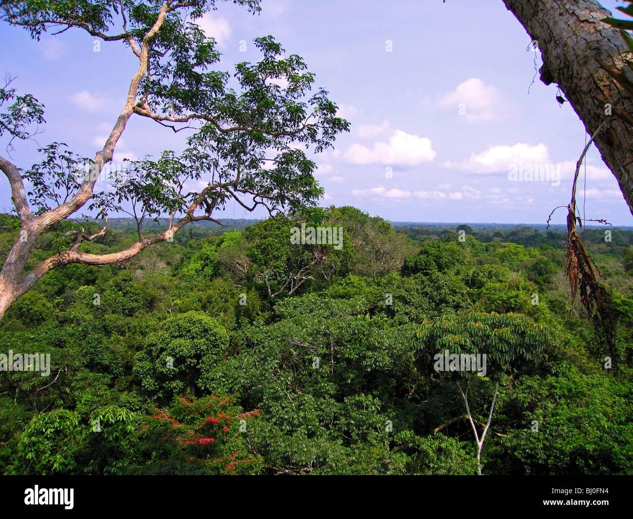 Der Amazonas Regenwald von Peru ist sehr artenreichen und seine seltene Tiere, Pflanzen und indigenen Kulturen bedroht sind. Stockfoto