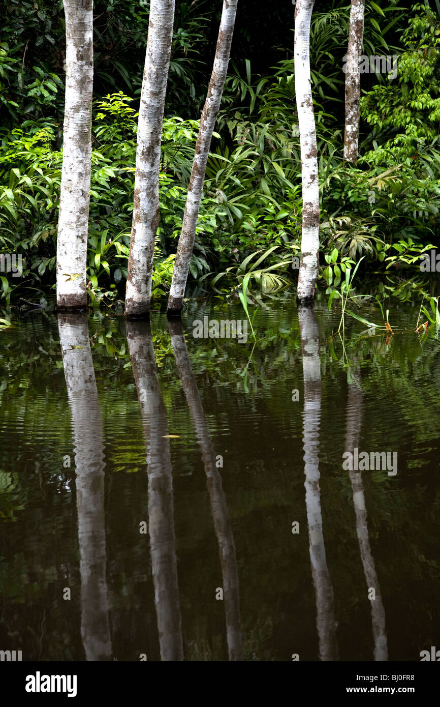 Der Amazonas Regenwald von Peru ist sehr artenreichen und seine seltene Tiere, Pflanzen und indigenen Kulturen bedroht sind. Stockfoto