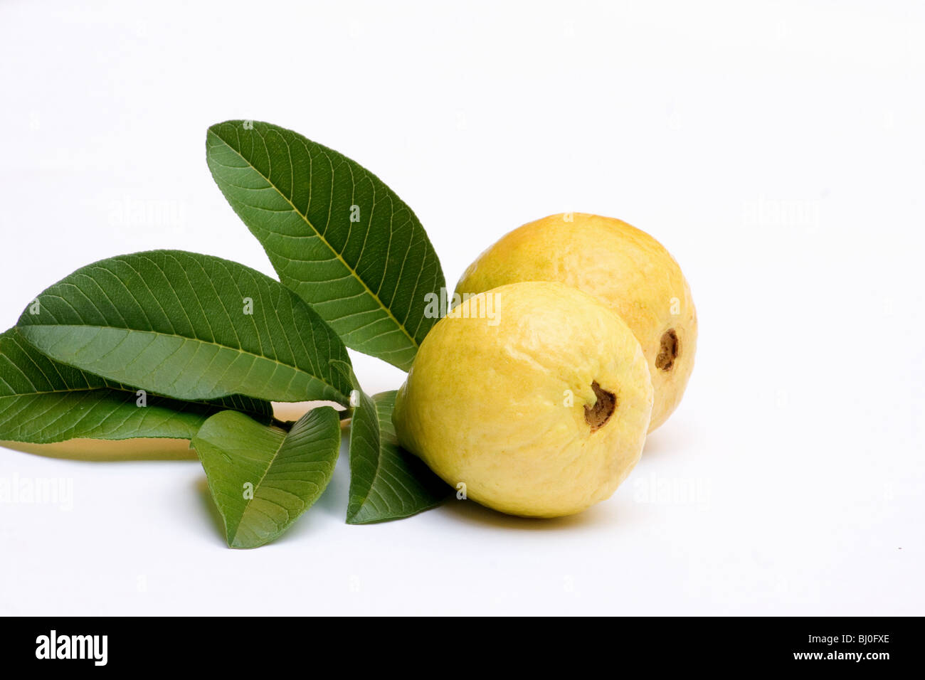 Nahaufnahme von frischen Guaven und Blätter auf weißem Hintergrund Stockfoto