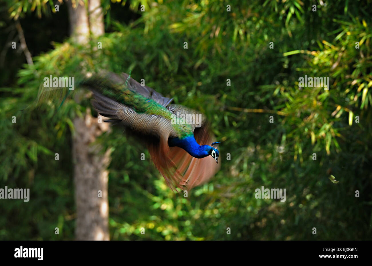 Indischen Pfauen oder Pavo Cristatus auf der Flucht in den Dschungel von Kanha Nationalpark Stockfoto