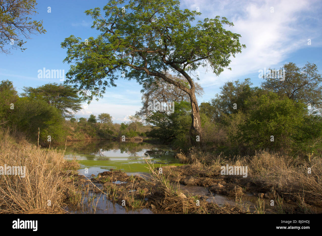 Beschauliche Flusslandschaft, Kruger National Park, Mpumalanga, Südafrika Stockfoto