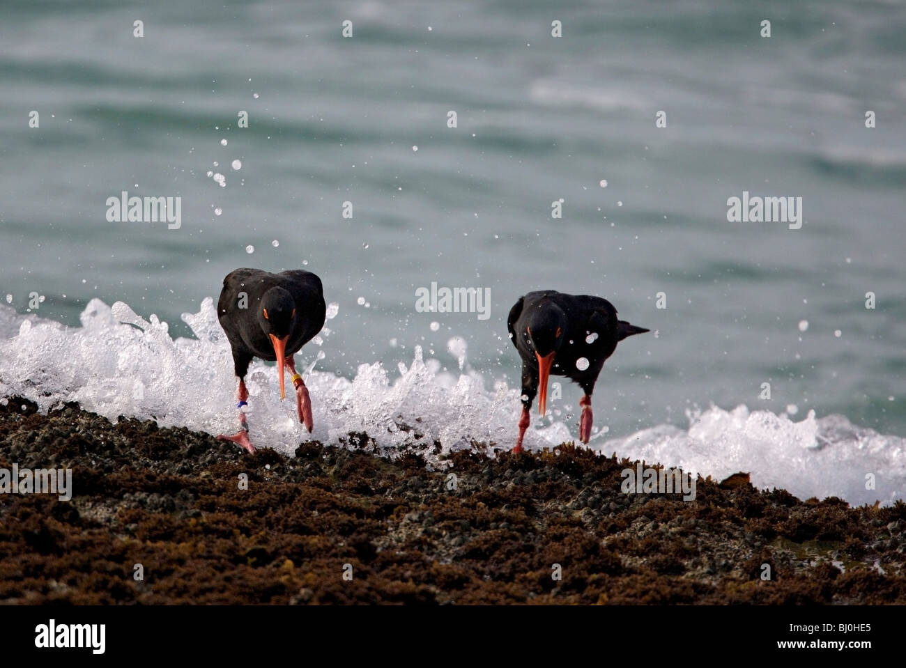 Paar von African Black Oyster Catcher (Haematopus Moquini), De Hoop Nature Reserve, Südafrika Stockfoto