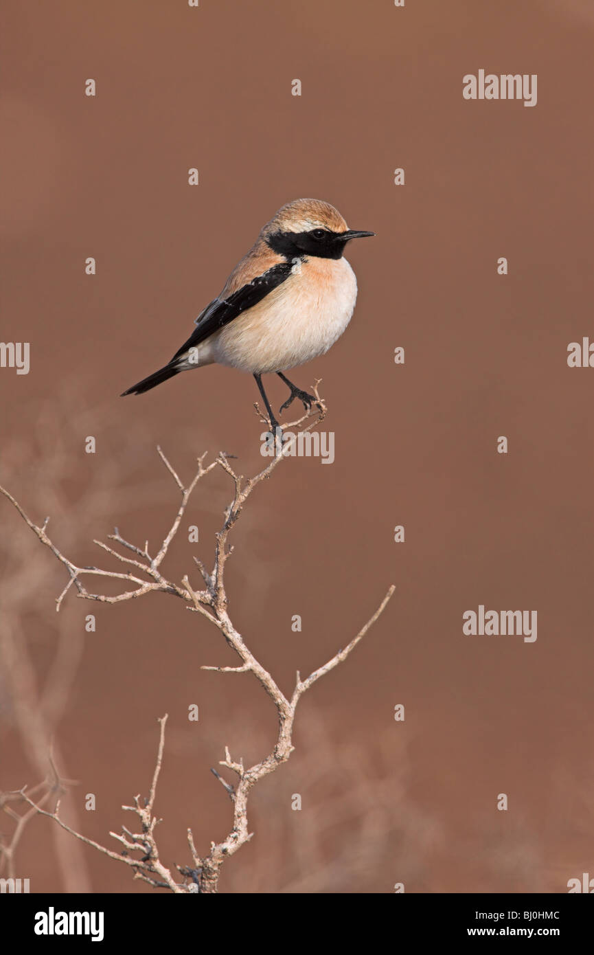 Wüste Steinschmätzer Oenanthe Bodendegradierung Stockfoto