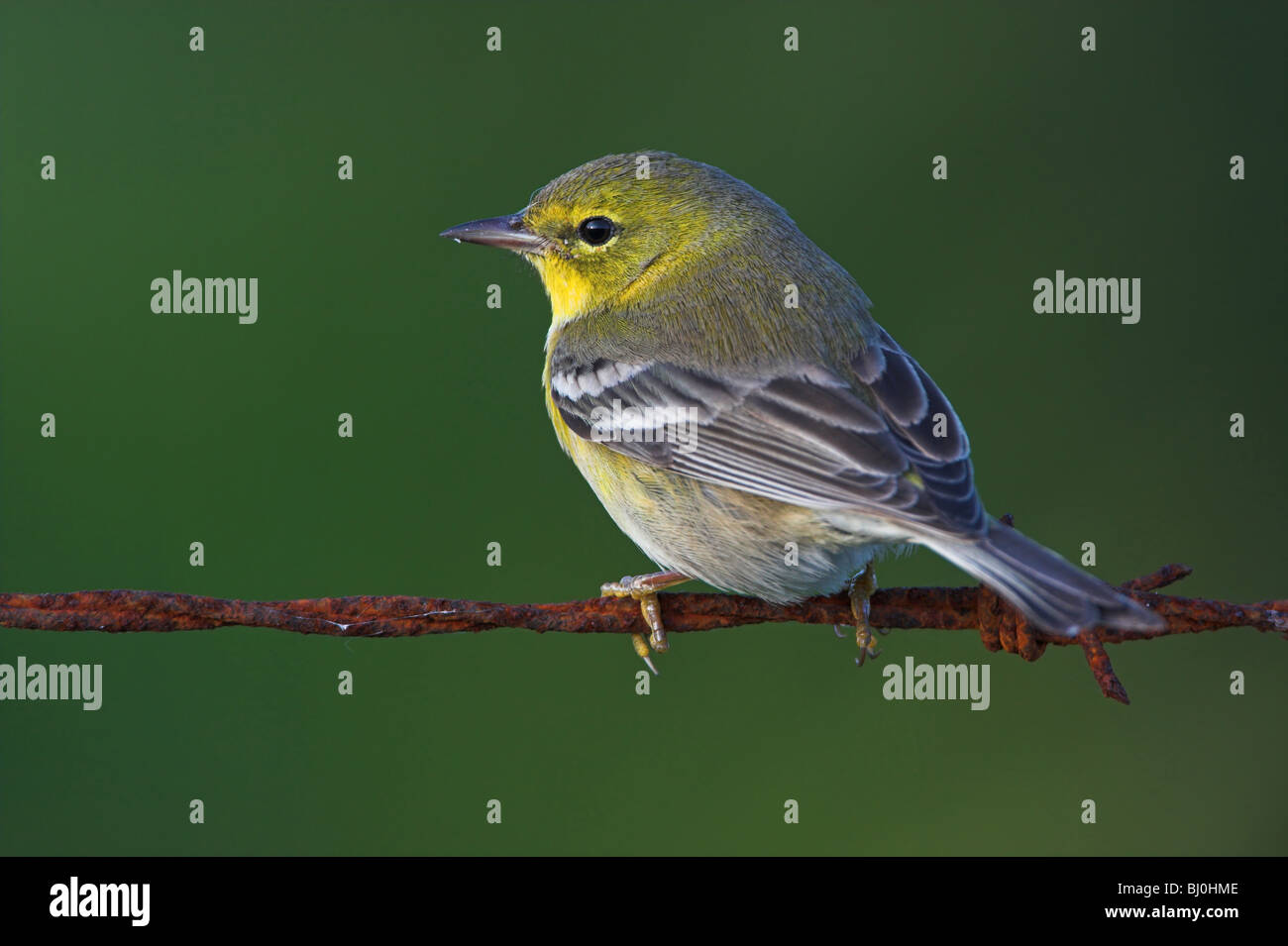 Pine Warbler Dendroica pinus Stockfoto