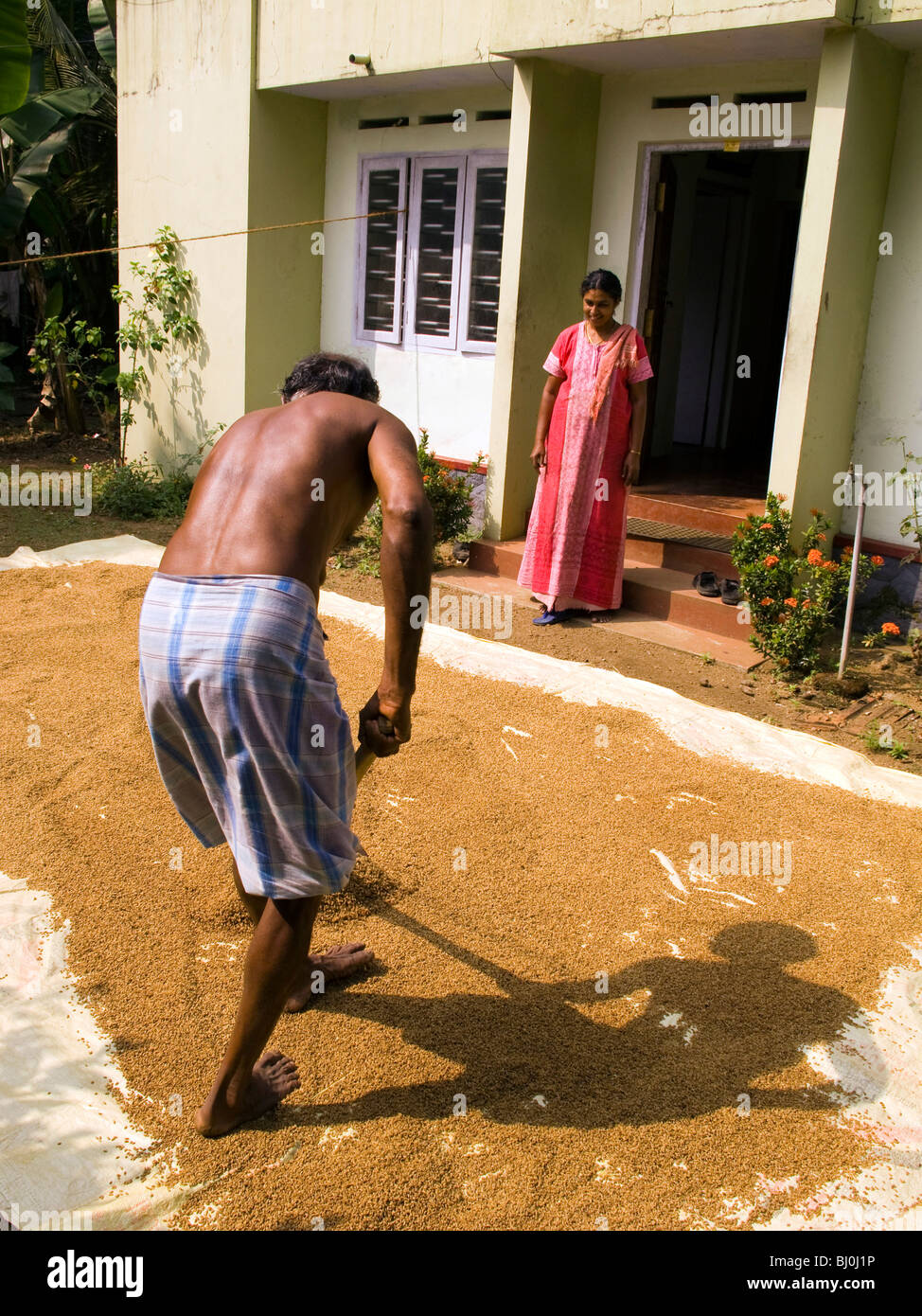 Indien, Kerala, Alappuzha, Chennamkary, Mann Rechen geernteten Reis trocknen im Haus Hof Stockfoto
