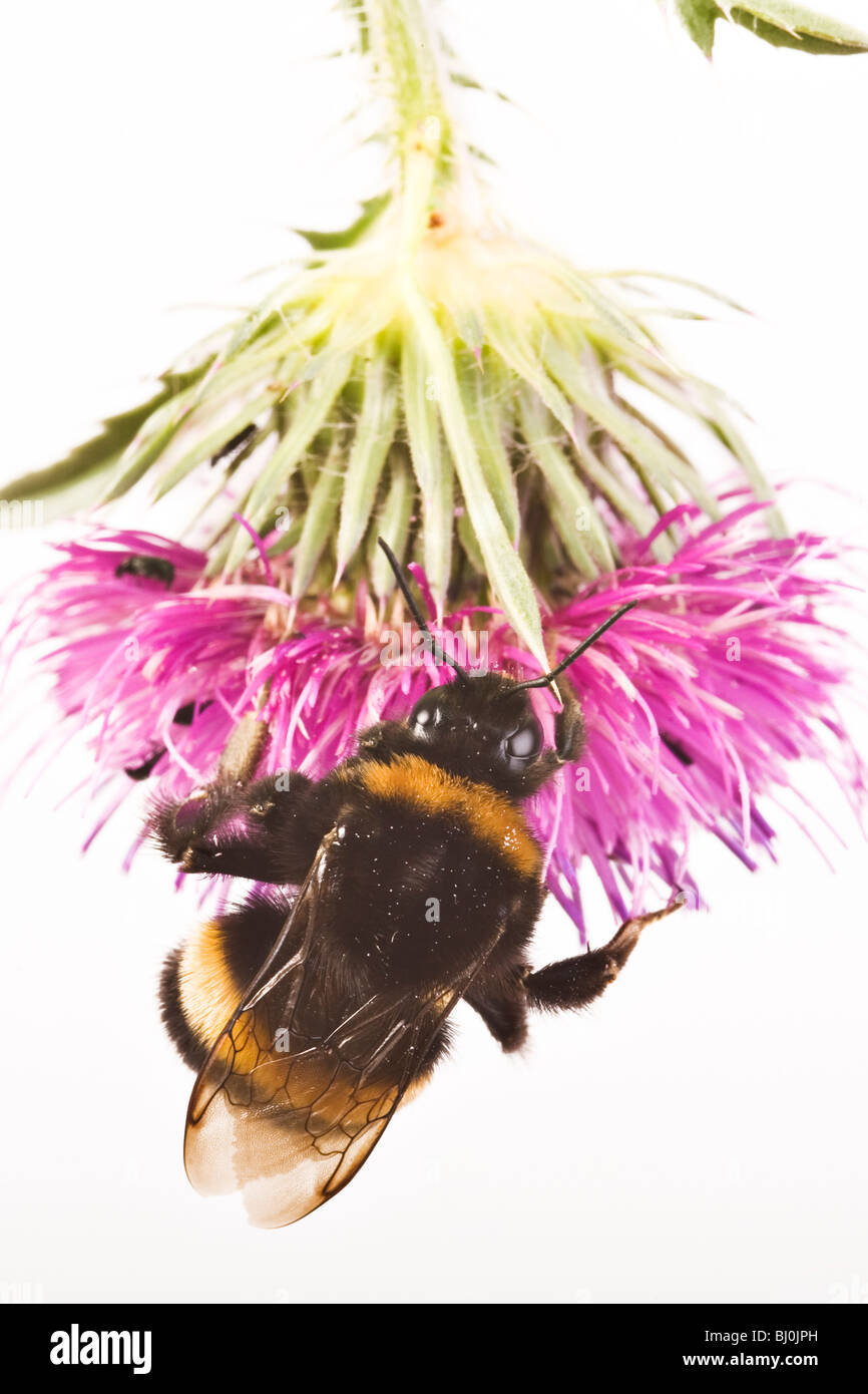 große Erde Hummel [Bombus Terrestris] auf einer Distel Stockfoto