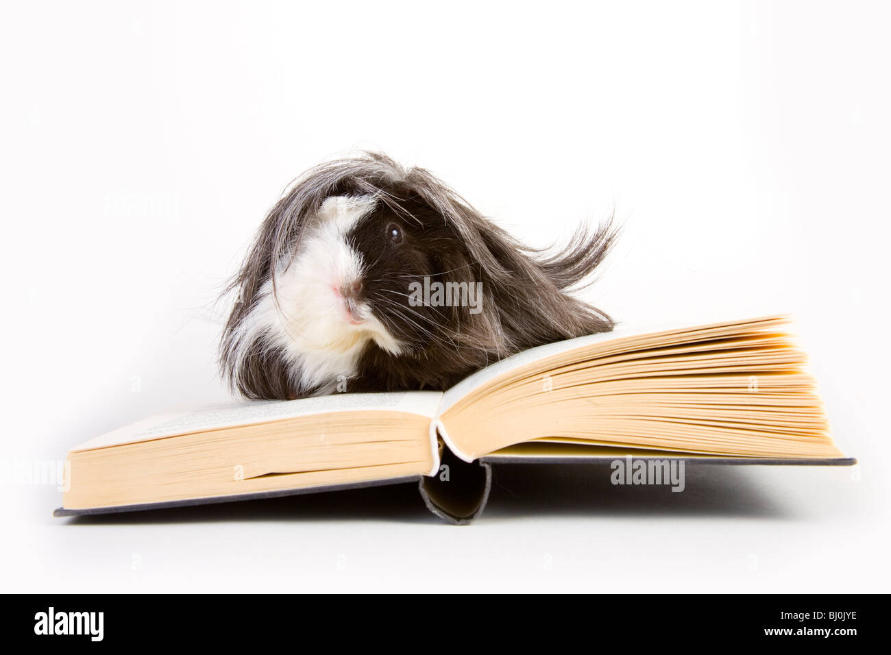 Meerschweinchen mit Büchern Stockfoto