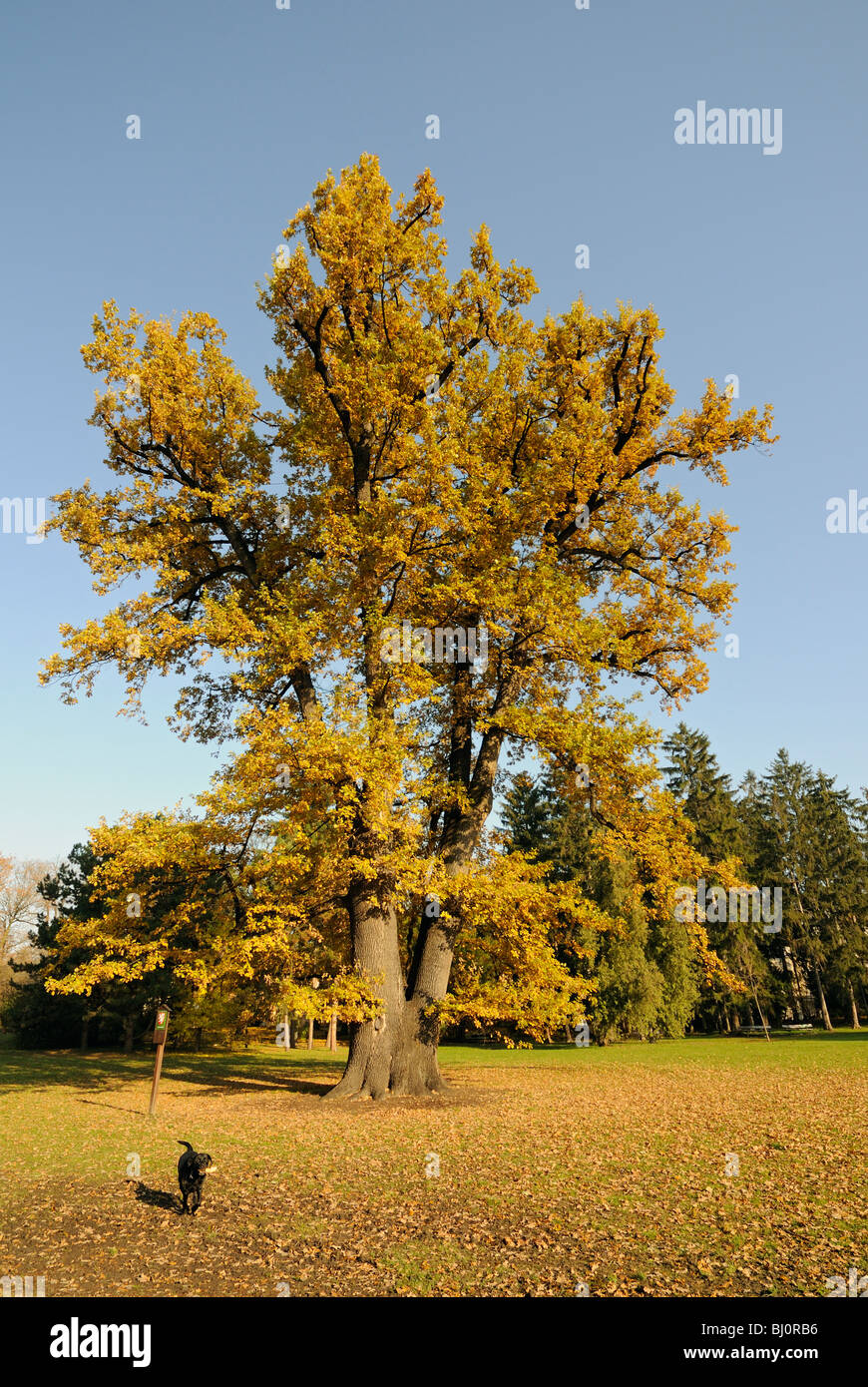 Rudolfuv dub (Rudolphs Eiche), 250 Jahre alte Pedunculate Eiche (Quercus Robur Pedunculata) im Herbst, Olomouc, Tschechische Republik Stockfoto