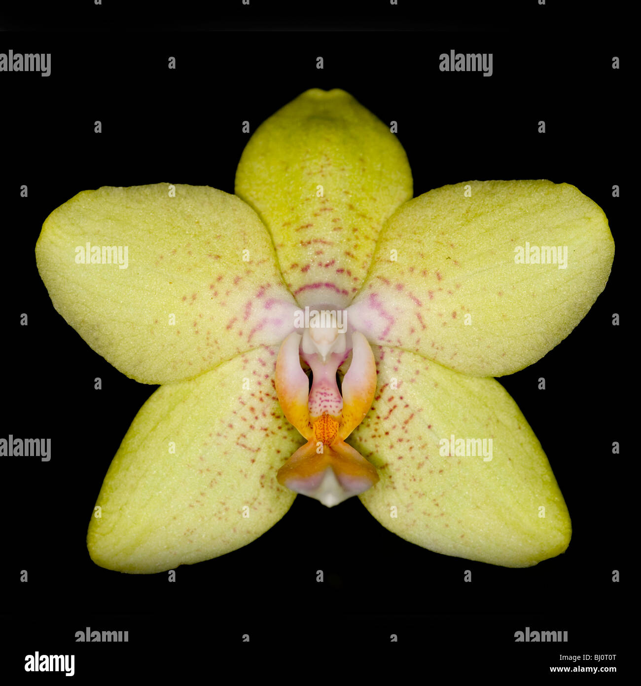 Orchidee blüht gelb Stockfoto