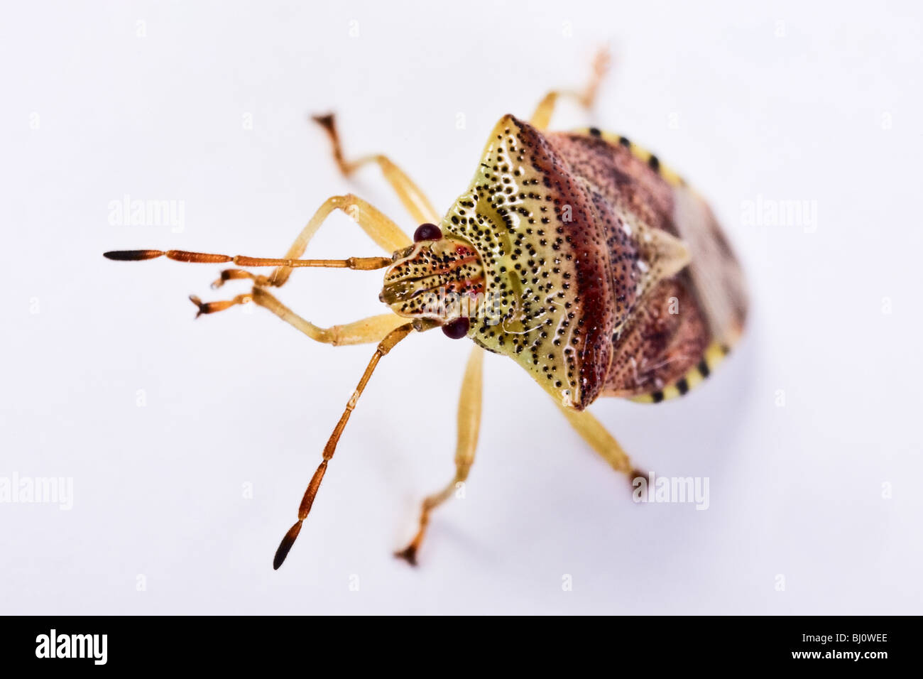 Eltern-Fehler (Elasmucha Grisea) Stockfoto