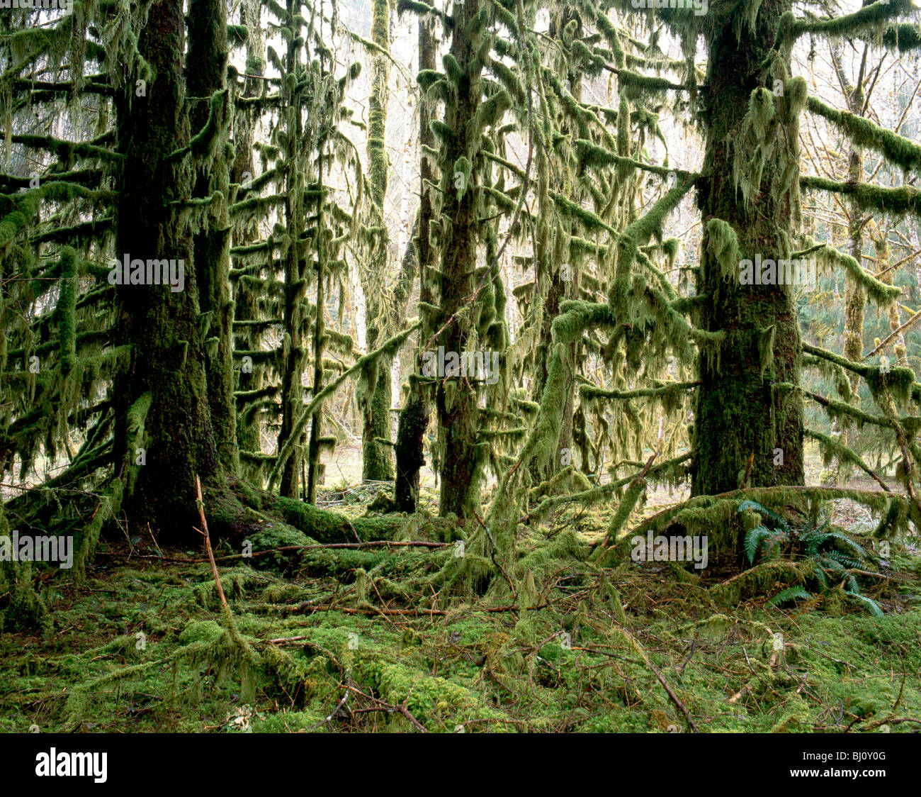 Drapiert mit Moos in den Hoh Regenwald-Bäume; Olympic Nationalpark; Washington; USA Stockfoto