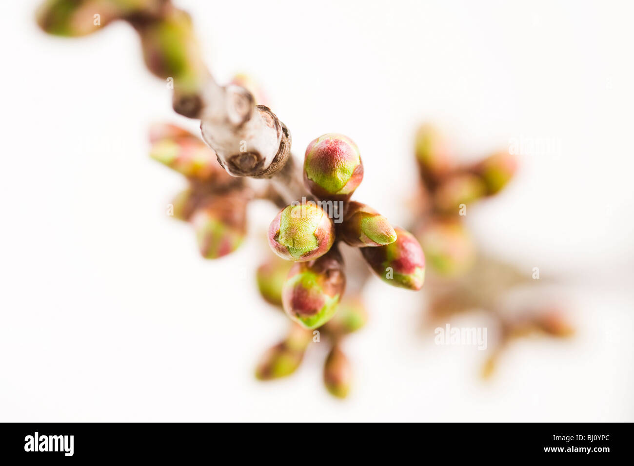 Extremität von einem Kirschbaum im frühlingshaften Stockfoto