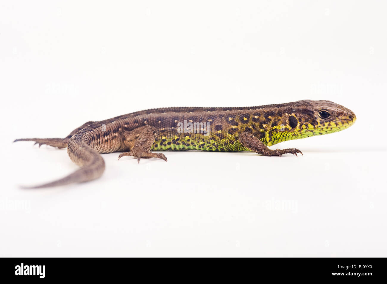 Zauneidechse (weiblich) (Lacerta Agilis) Stockfoto