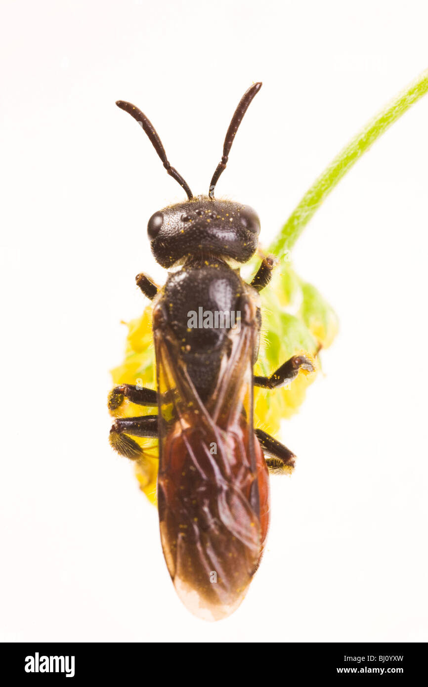 Kuckuck Bee (Sphecodes Albilabris) Stockfoto